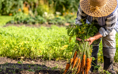 Manufacturing-Carrot